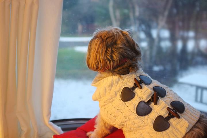 Cooper enjoying the fire from a safe distance...