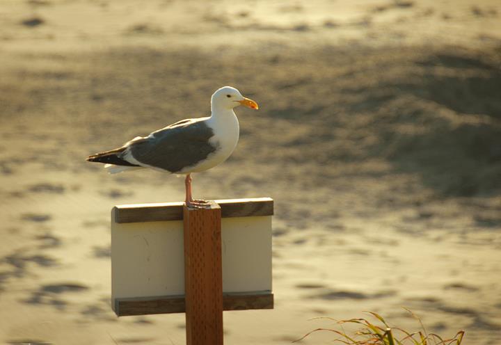 Tormenting Cooper as we walked....