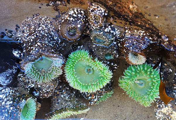 Colorful tide pools!