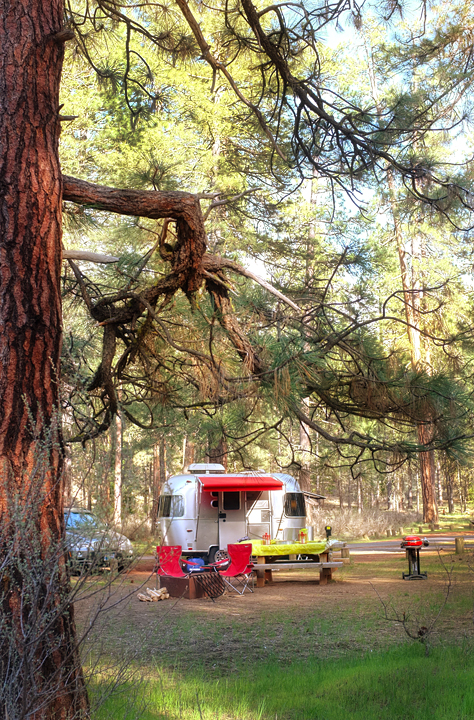 Our campsite framed by the pines