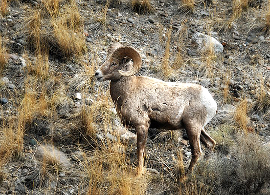 Bighorn Sheep in Gardiner, Montana