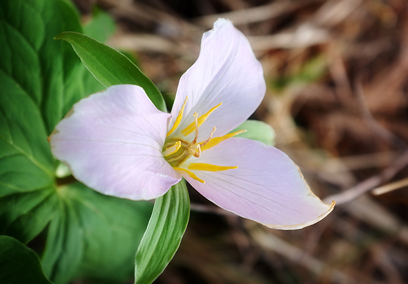 Trilliums in bloom along the trail