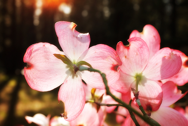Back lit by the sunset