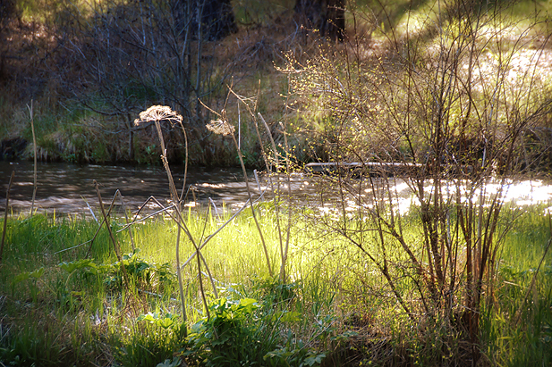 The sun was setting and lit up this little island in the middle of the river.