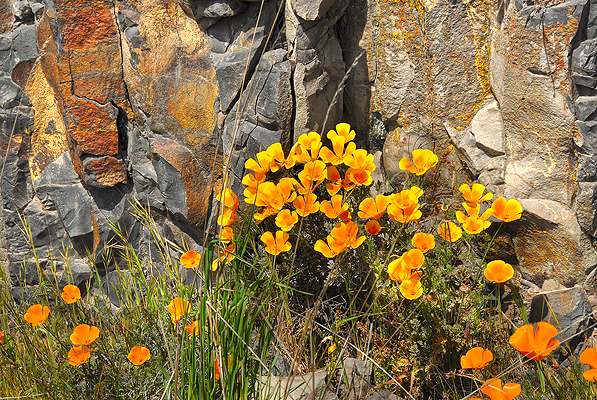 Wild poppies along the side of the road.