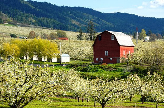 A few blossoms left in the apple orchards.
