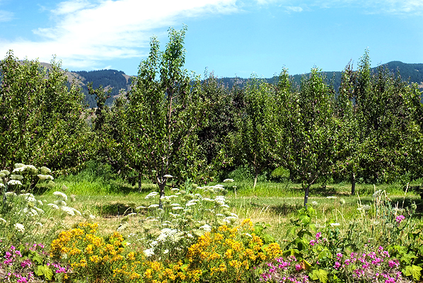 Drive through the Hood River Valley up to Lost Lake.