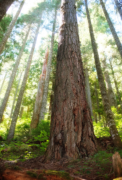 Through old growth forests...