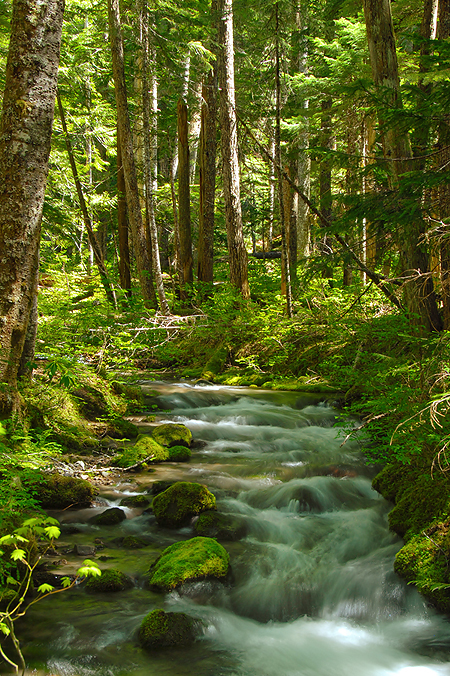 Still Creek that runs through the campground.