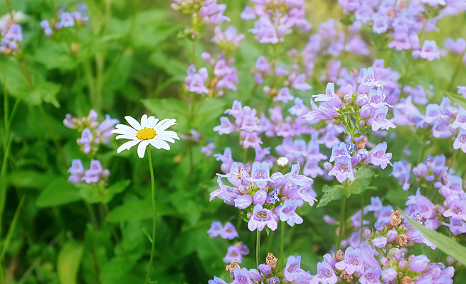 Wildflowers on the side of the road.