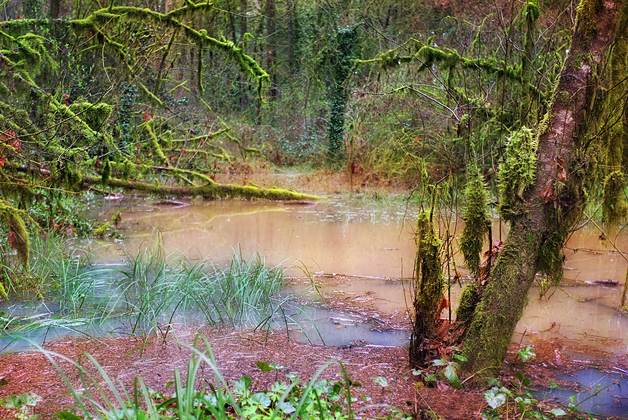 After snow melt and heavy rains…the forest was a swamp!