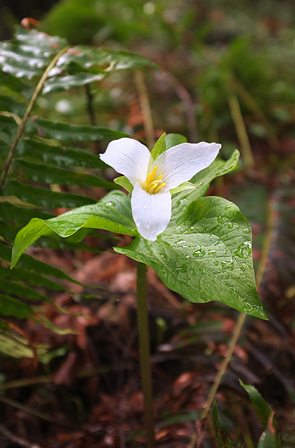 Little treasures along the way….