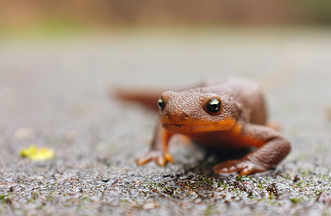 Hum…Cooper wasn't too sure about this guy...