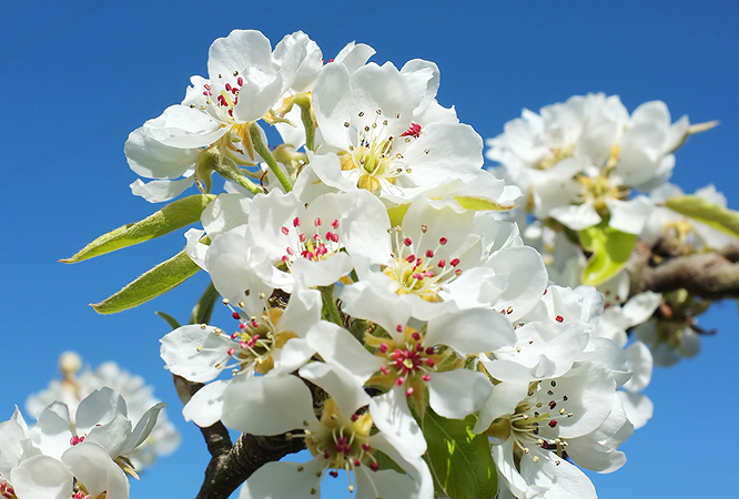 Lacy apple blossoms...