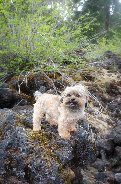Cooper exploring the lava beds.