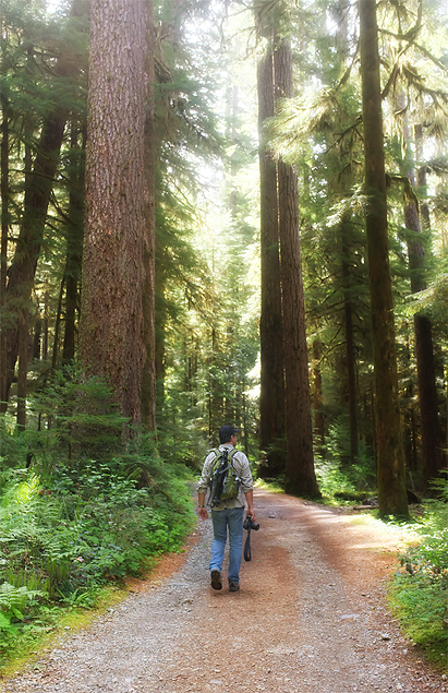 Beginning the hike along the old mining road through the ancient forest.
