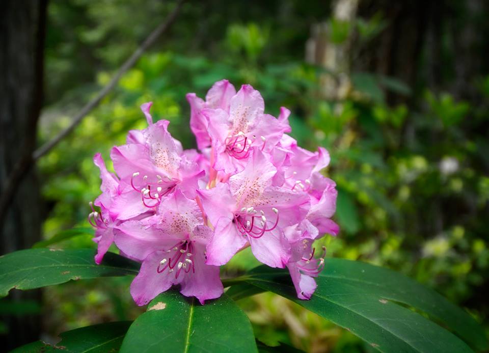 10302177_10203566070659628_1849943087366693704_n