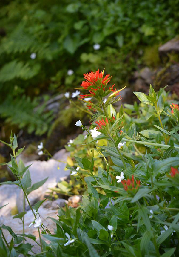 Wildflowers just beginning their bloom.