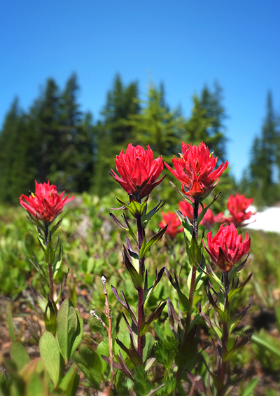 A few paintbrush…still early in the season!