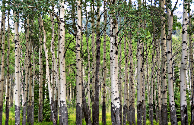 Love the aspen trees…one thing Oregon is missing!