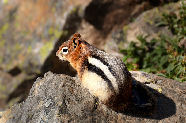 This little guy was doing his best to make sure no crumbs were left near the table!