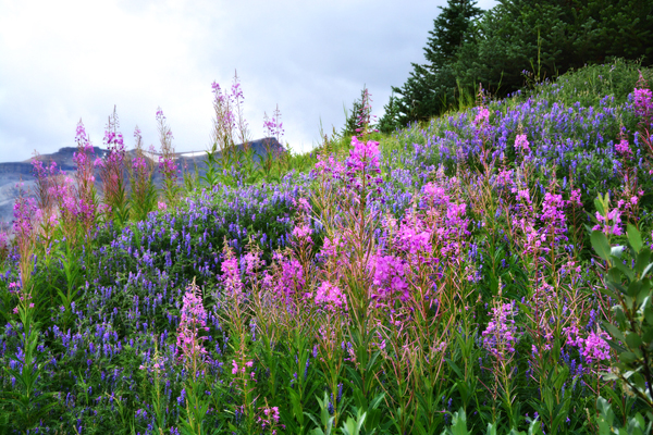 Wildflowers along the drive