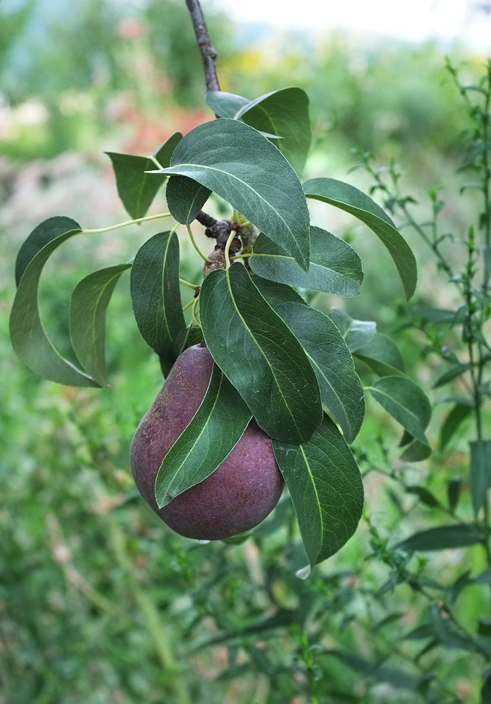 Almost apple and pear season!