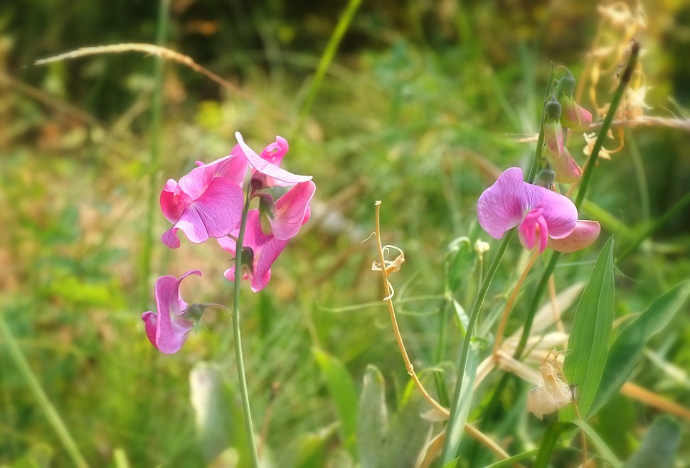 Sweet Peas 