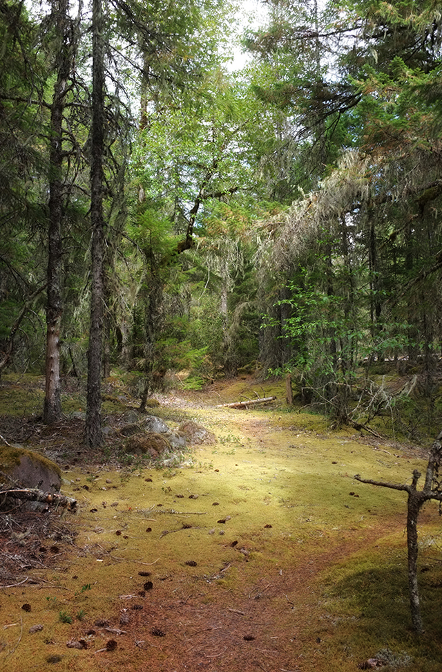 A very unique landscape for Mt. Hood as it's basically an old flood plain along the Sandy River.