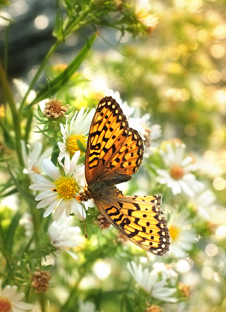 This place is magical!