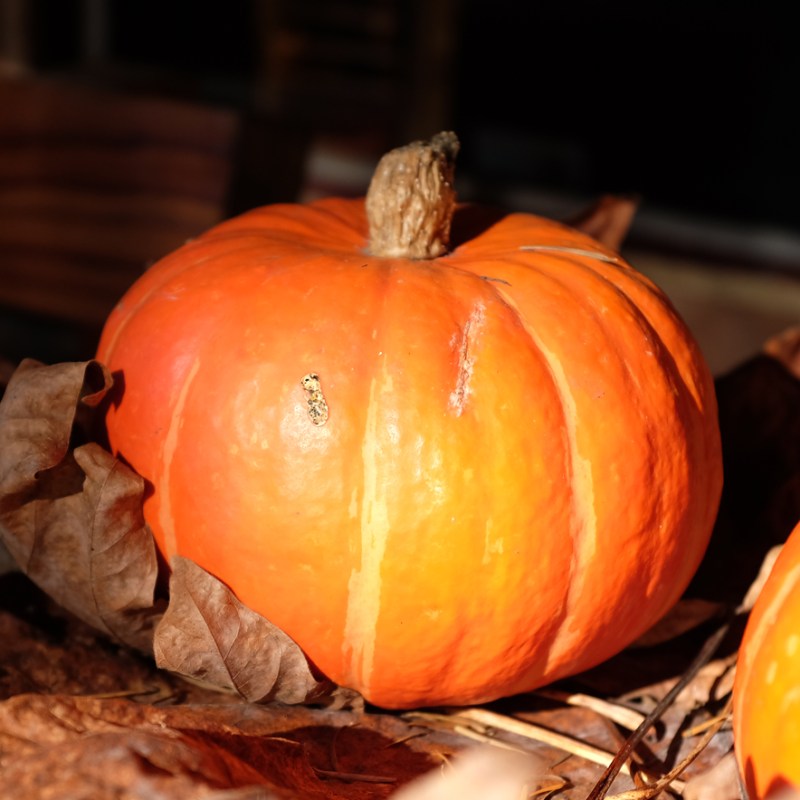 Had to keep reminding ourselves it was Thanksgiving break and not Christmas….