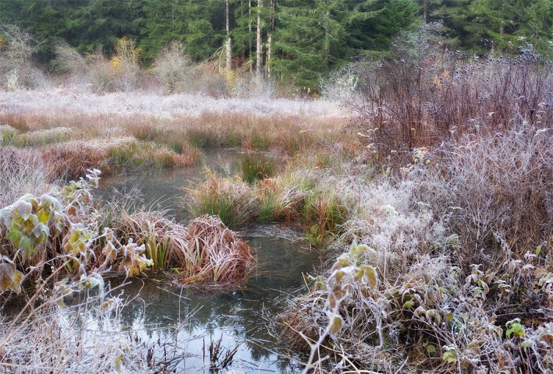 View of the bird sanctuary from the view platform.
